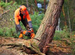 Best Firewood Processing and Delivery  in South Point, OH