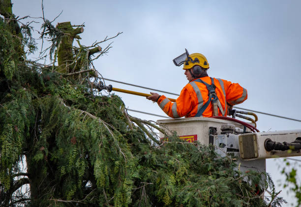 Best Tree Cabling and Bracing  in South Point, OH