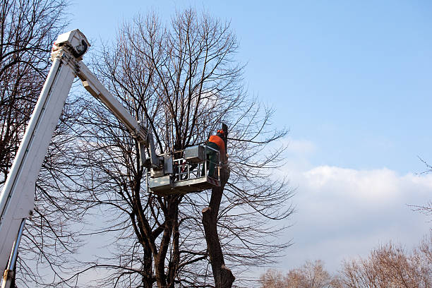 Best Tree Removal  in South Point, OH
