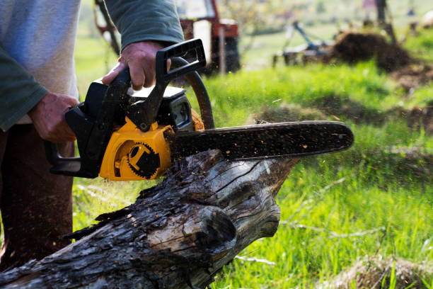 Best Tree Risk Assessment  in South Point, OH